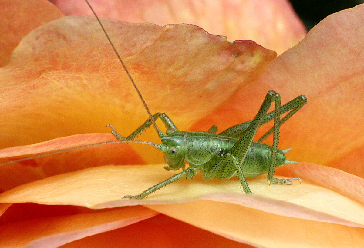 Tettigonia sp - neanide